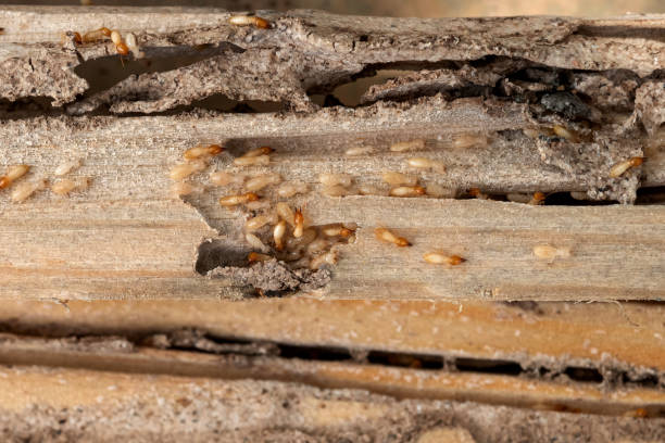 Best Affordable Pest Control Services  in Crestwood, KY